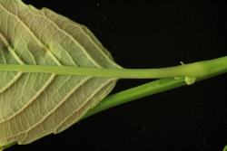 Salix reinii. Base of leaf
 Image: D. Glenny © Landcare Research 2020 CC BY 4.0